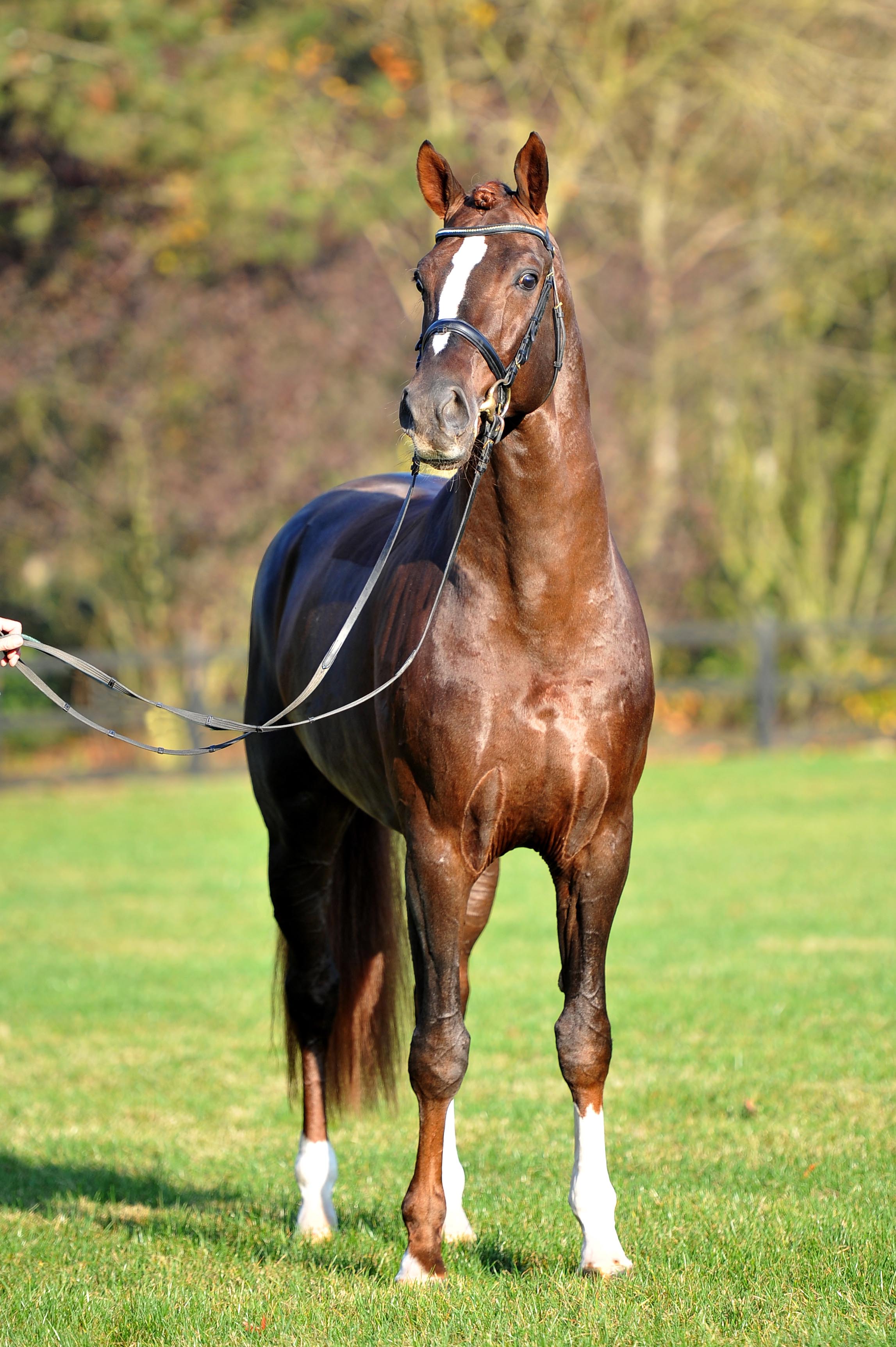 Hengst Floriscount